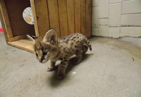 � �������� � ���� �������� ���������� � �����